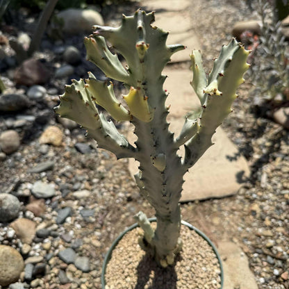 Euphorbia Lactea Variegata 'White Ghost Cactus' - 6 Inch Assorted - Cactus - DesertScapeSucculent