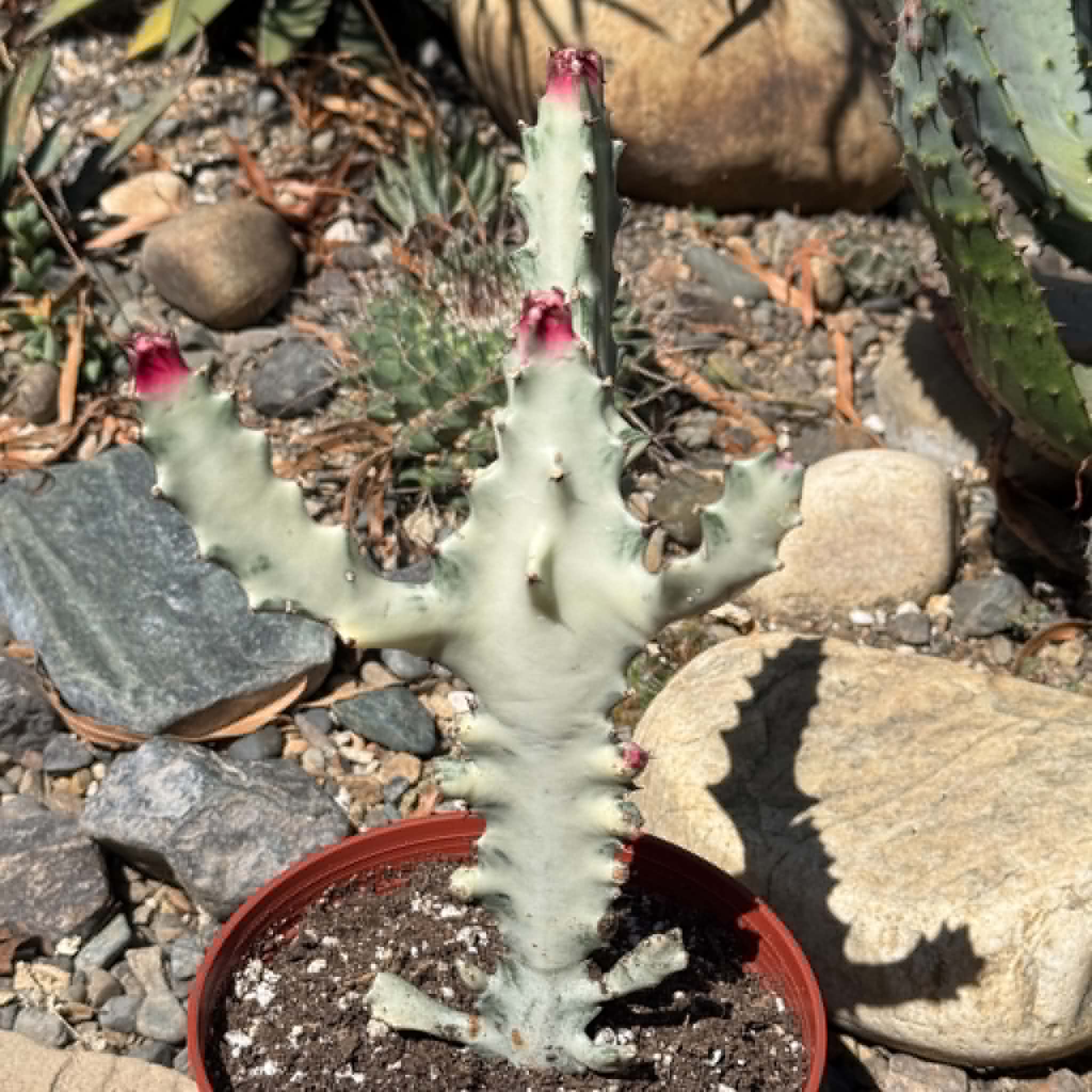 Euphorbia Lactea Variegata 'White Ghost Cactus' – DesertScapeSucculent