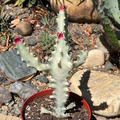 DesertScapeSucculent Cactus 6 Inch Assorted Euphorbia Lactea Variegata 'White Ghost Cactus'