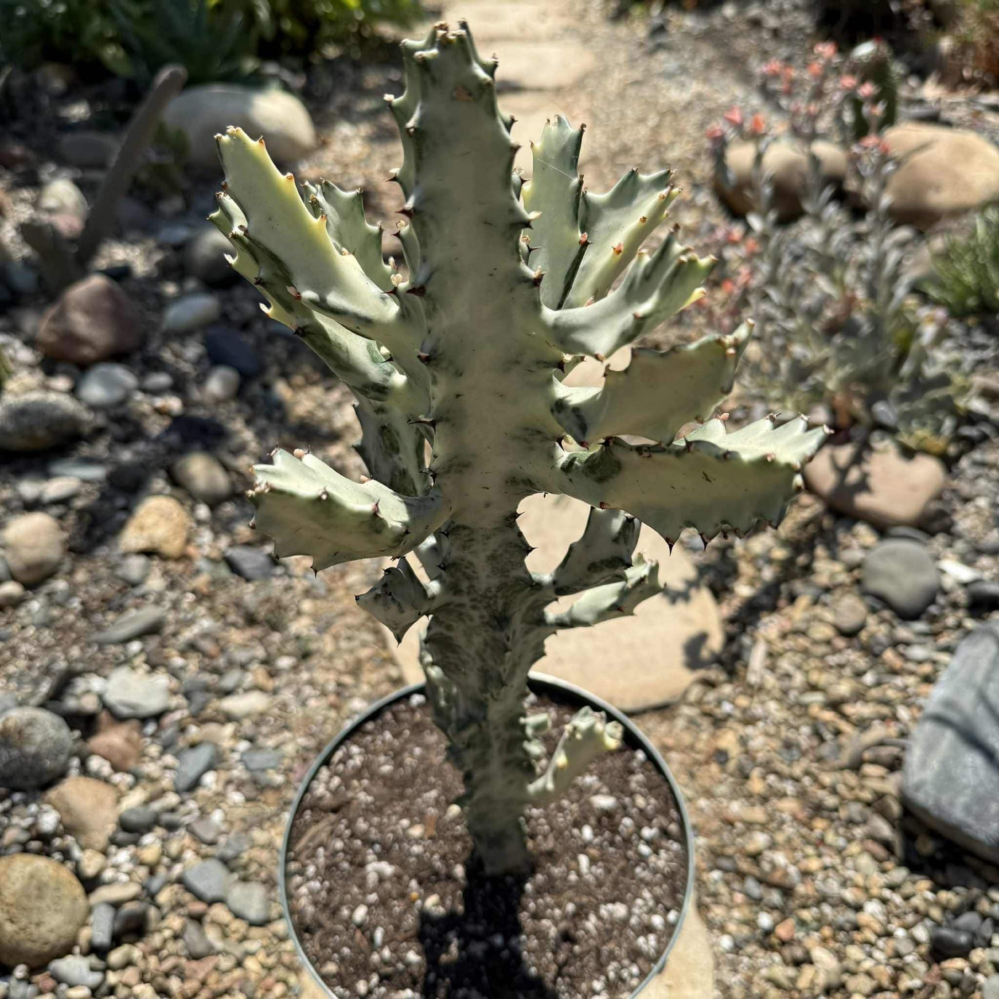variegated ghost succulent Euphorbia Lactea Variegata 'White Ghost Cactus' – DesertScapeSucculent