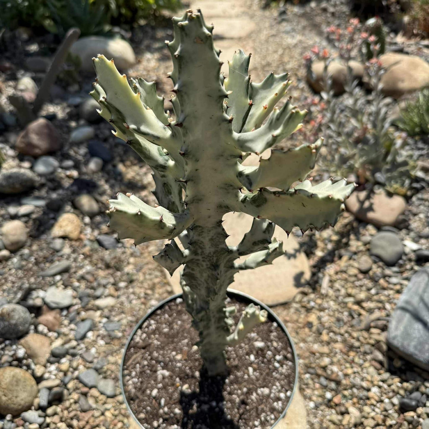 Euphorbia Lactea Variegata 'White Ghost Cactus' - 8 Inch Assorted - Cactus - DesertScapeSucculent
