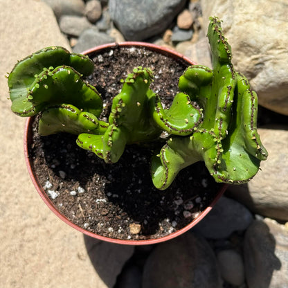 DesertScapeSucculent Cactus 4 Inch Euphorbia leucodendron Crest