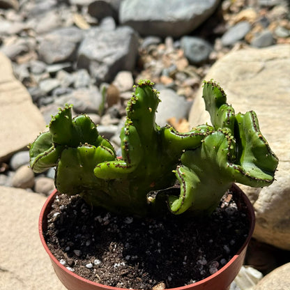 DesertScapeSucculent Cactus 4 Inch Euphorbia leucodendron Crest