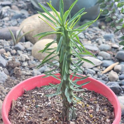 Euphorbia loricata