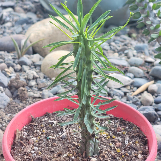 DesertScapeSucculent Cactus 6" Assorted Euphorbia loricata