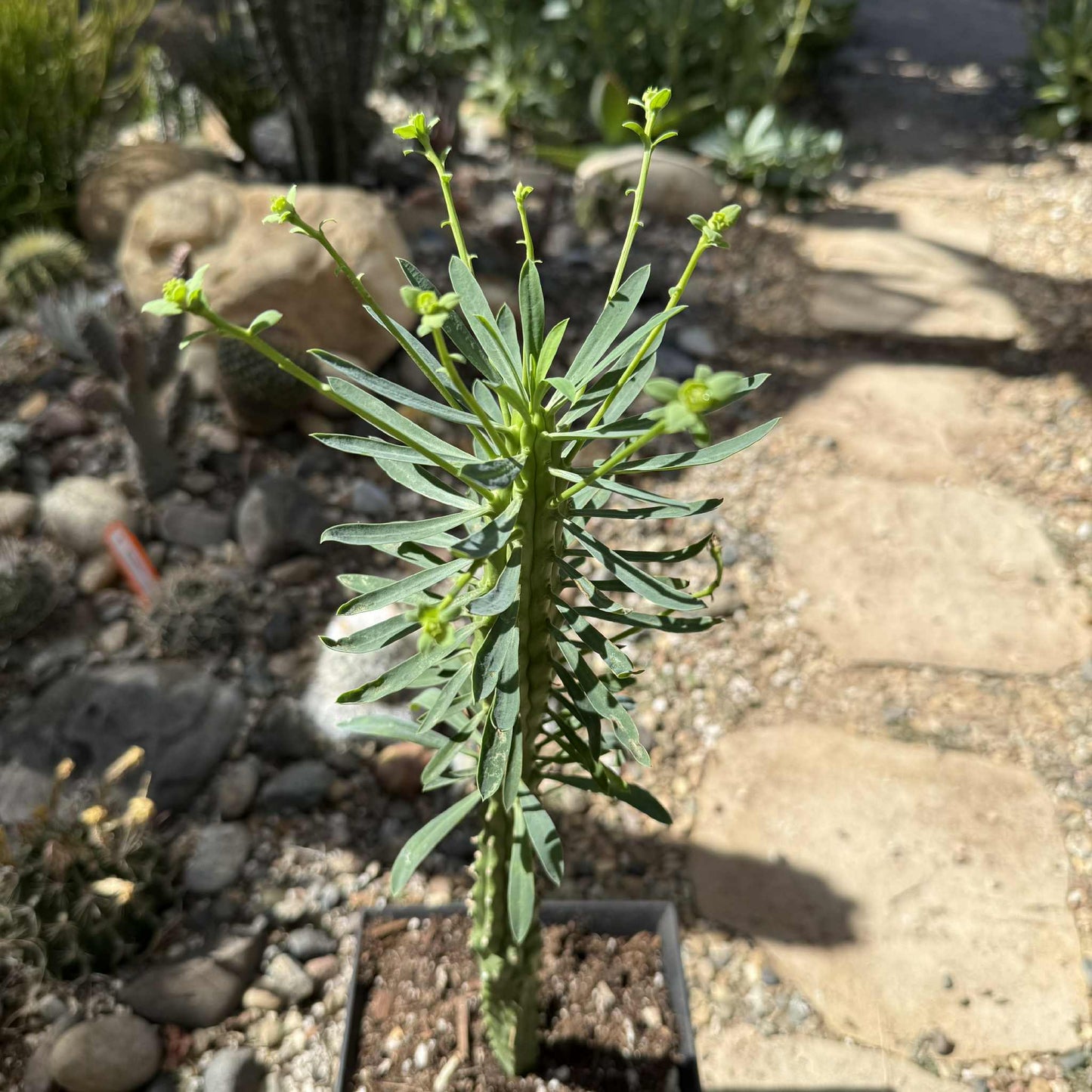 succulent long thin leaves Euphorbia loricata – DesertScapeSucculent