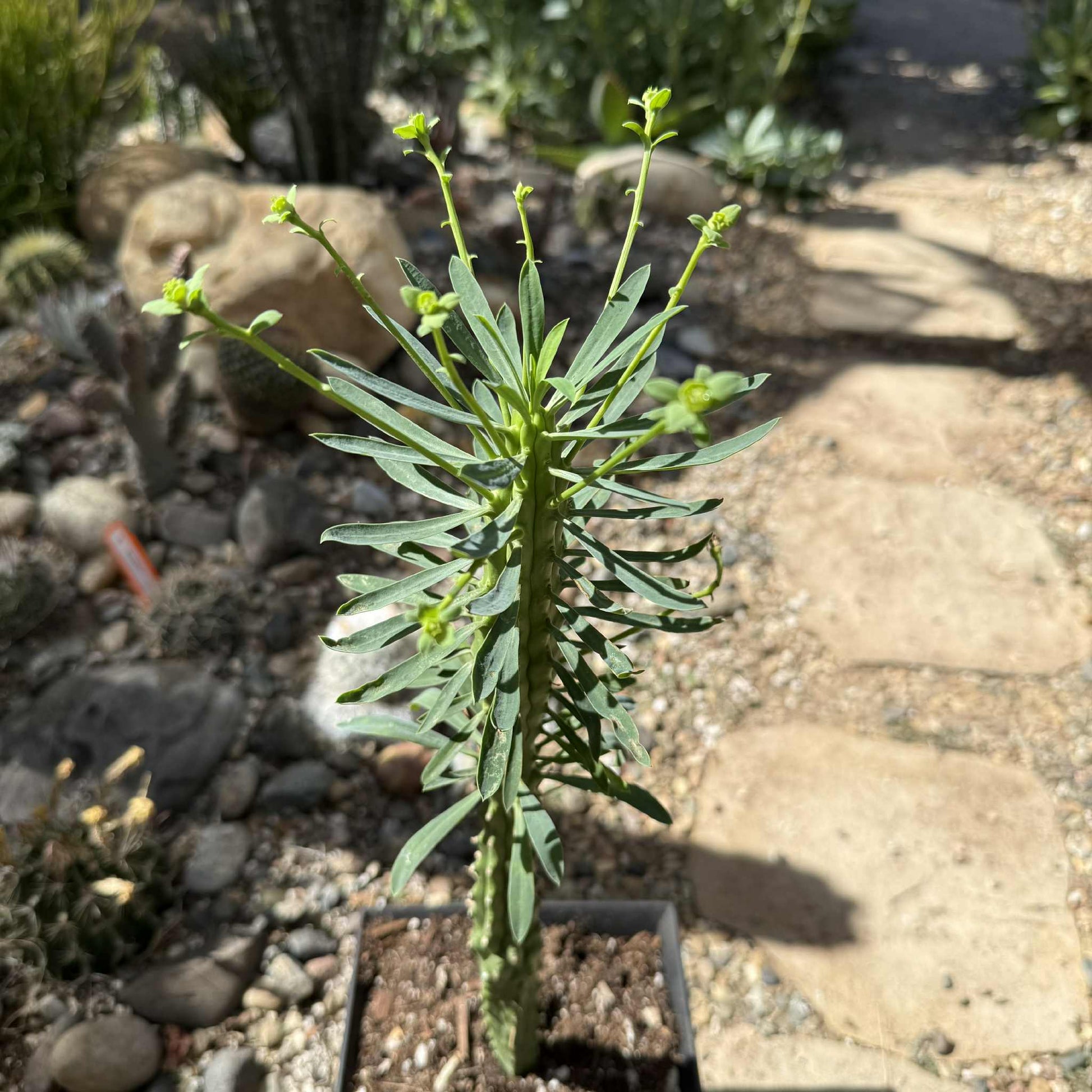 Euphorbia loricata - 6 Inch Assorted - Cactus - DesertScapeSucculent