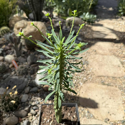 Euphorbia loricata - 6 Inch Assorted - Cactus - DesertScapeSucculent