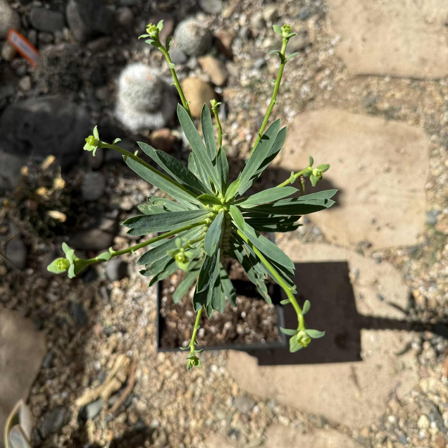 Euphorbia loricata - 6 Inch Assorted - Cactus - DesertScapeSucculent