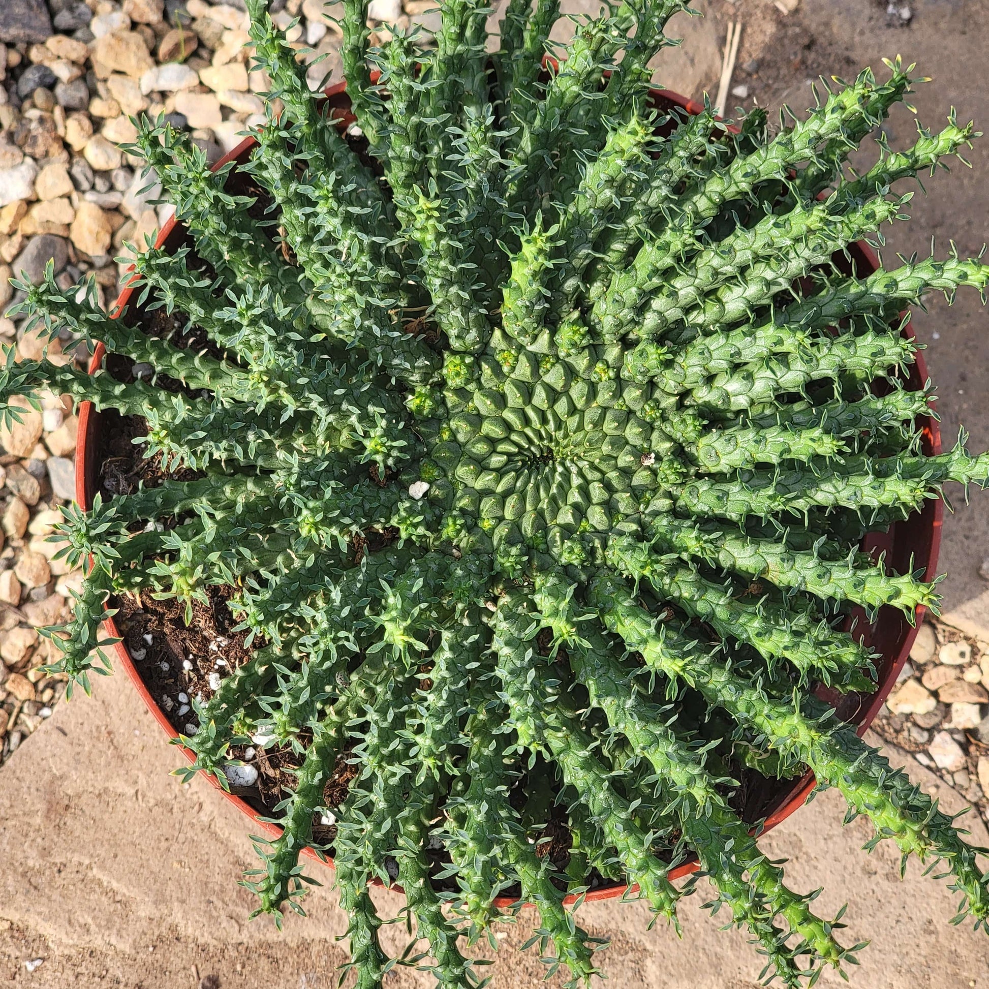 DesertScapeSucculent Cactus 8" Assorted Euphorbia Medusoid Hybrid