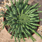 Euphorbia Medusoid Hybrid - 8 Inch Assorted - Cactus - DesertScapeSucculent