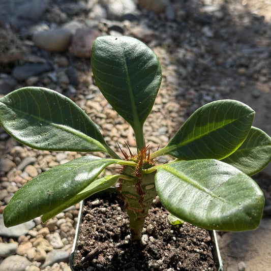 Euphorbia neohumbertii - 4 Inch Assorted - Cactus - DesertScapeSucculent