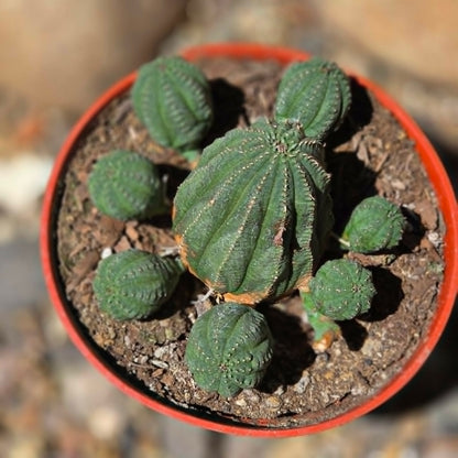DesertScapeSucculent Cactus Euphorbia Obesa Hybrid