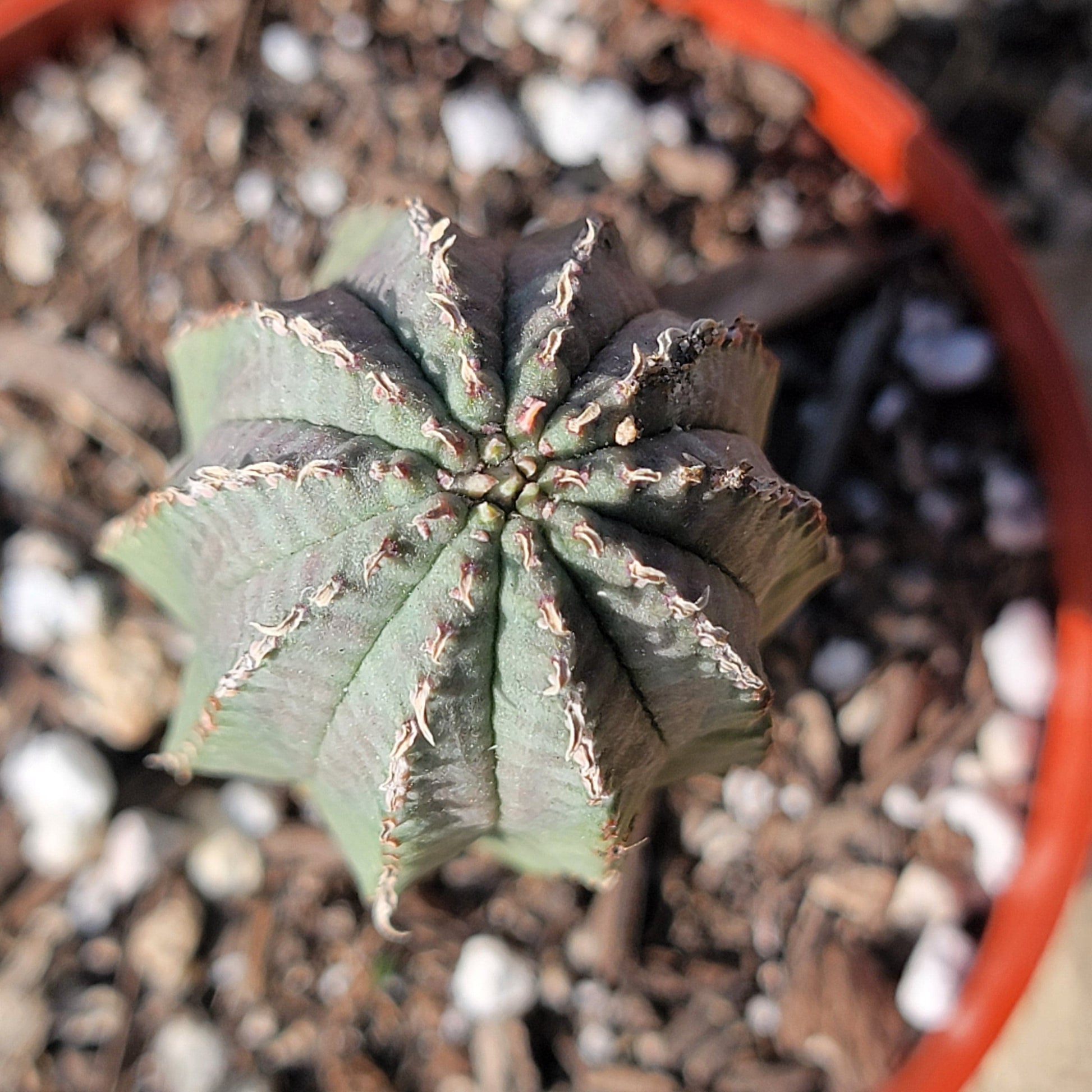 DesertScapeSucculent Cactus 4" Assorted Euphorbia Obesa Hybrid