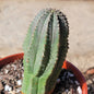 Euphorbia Obesa Hybrid - 4 Inch Assorted - Cactus - DesertScapeSucculent
