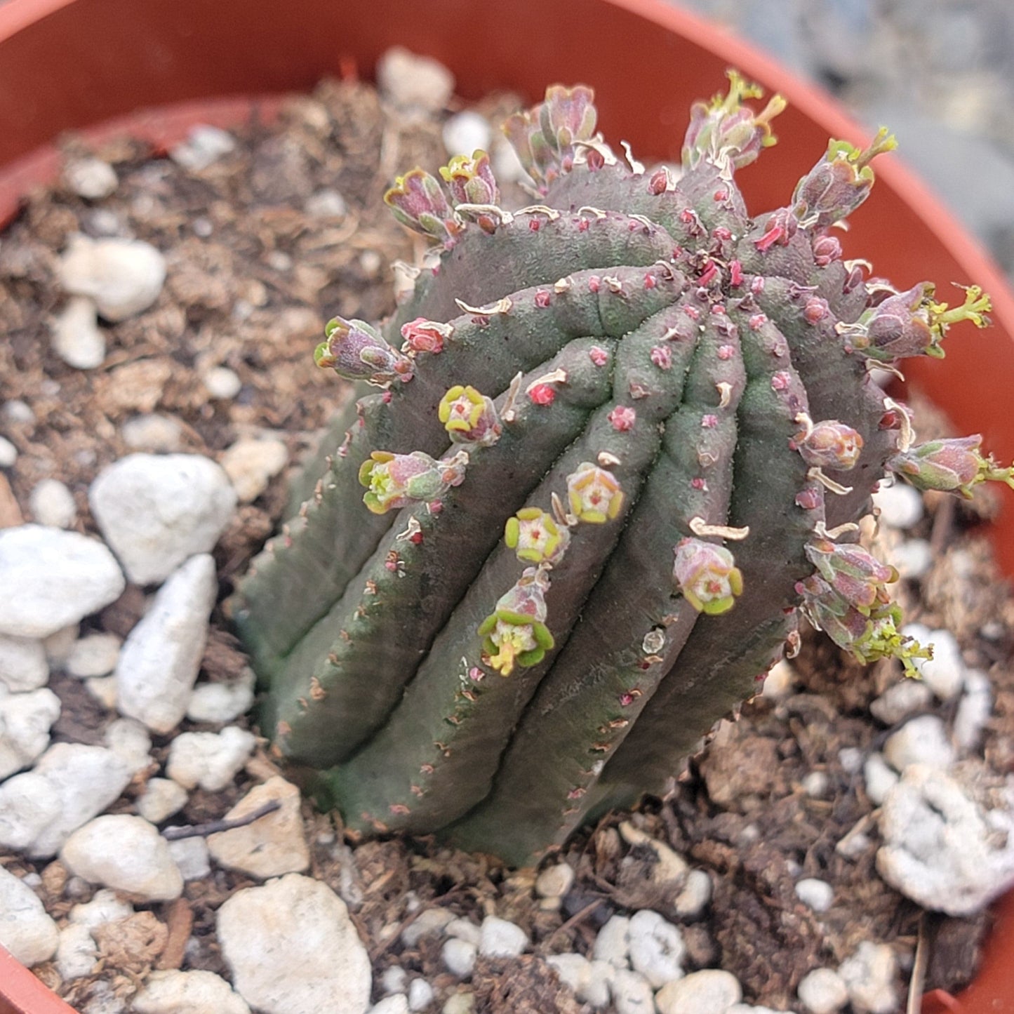 Euphorbia Obesa Hybrid