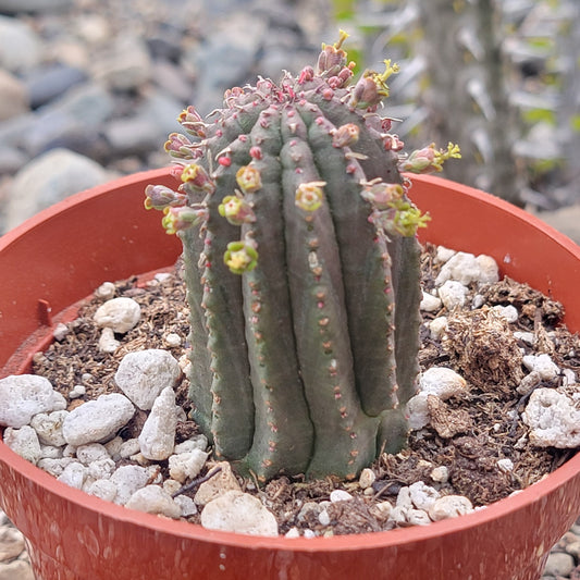 Euphorbia Obesa Hybrid