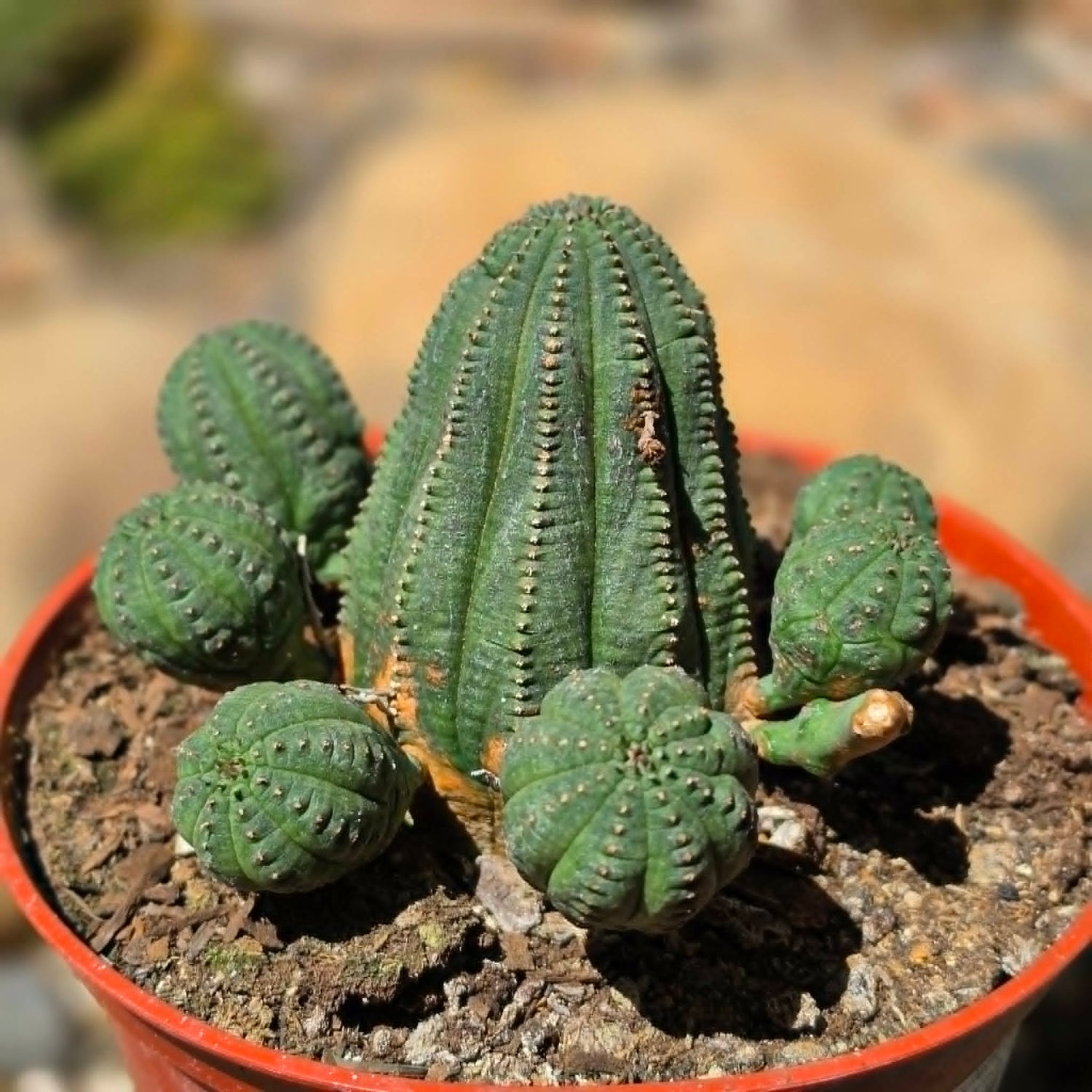 DesertScapeSucculent Cactus 6 Inch Euphorbia Obesa Hybrid