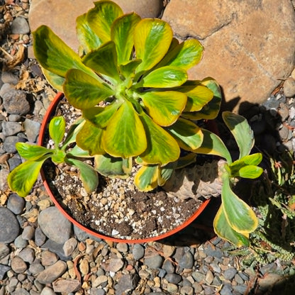 DesertScapeSucculent Cactus 8 Inch Euphorbia poissonii Variegata