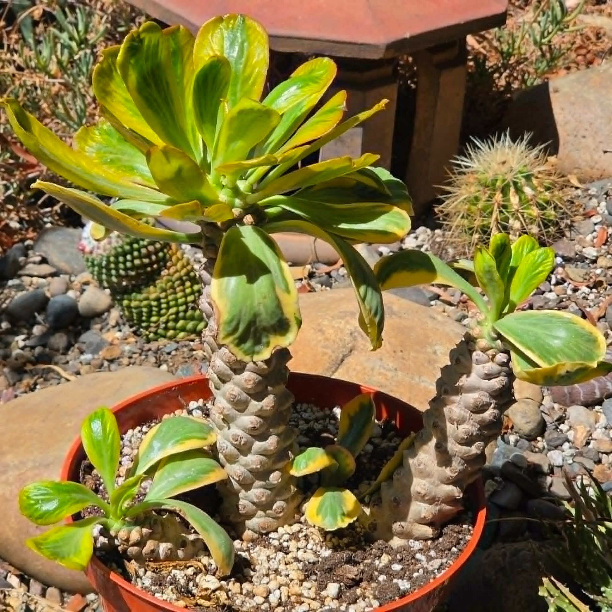 DesertScapeSucculent Cactus 8 Inch Euphorbia poissonii Variegata
