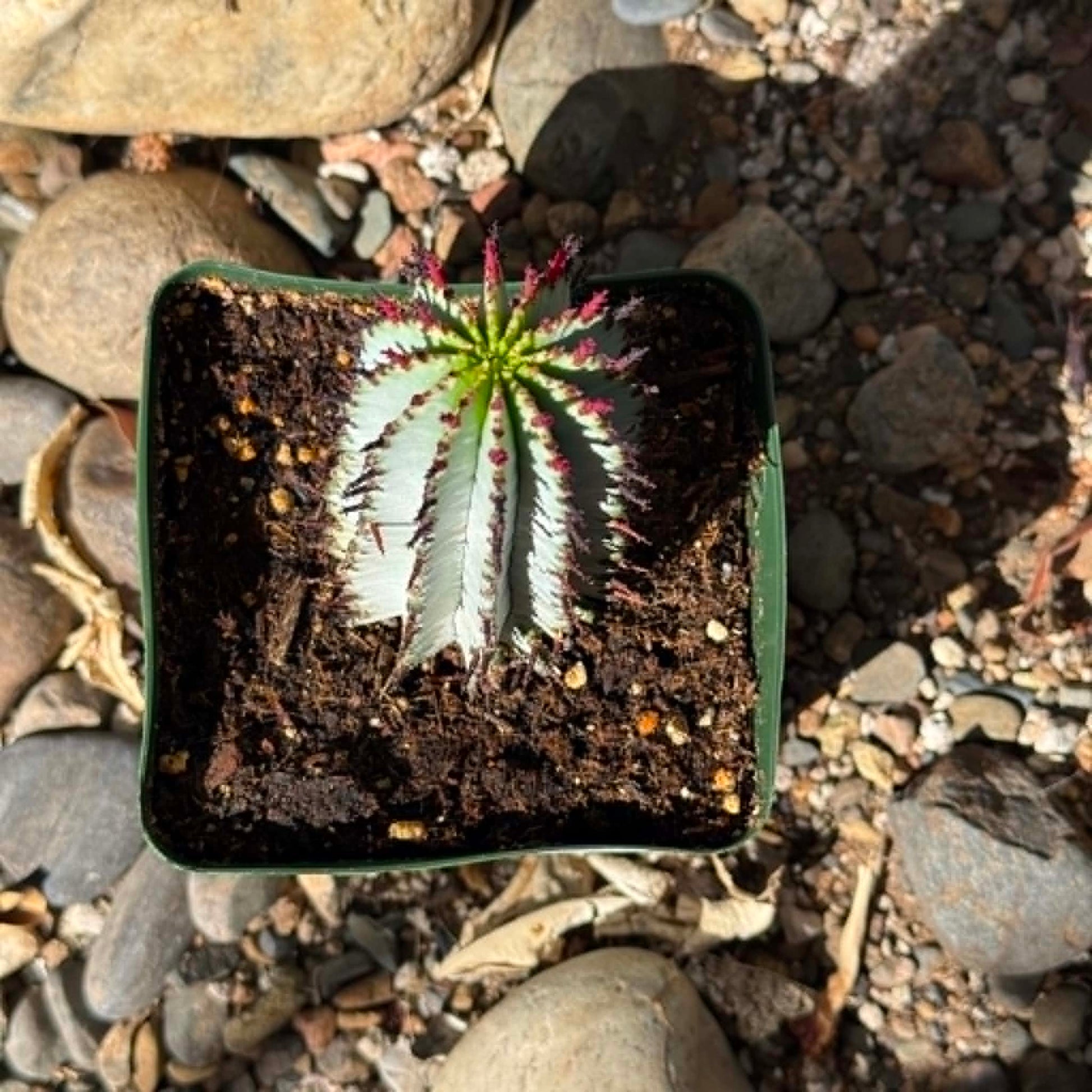 DesertScapeSucculent Cactus 4 Inch Euphorbia polygona 'Snowflake'