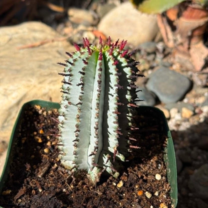 DesertScapeSucculent Cactus 4 Inch Euphorbia polygona 'Snowflake'
