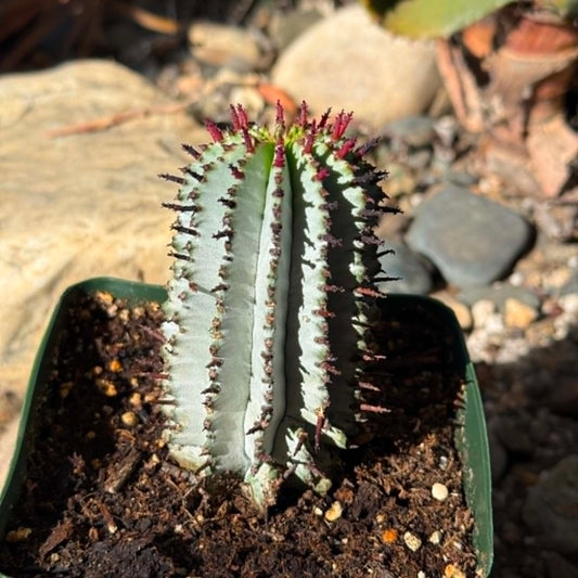 DesertScapeSucculent Cactus 4 Inch Euphorbia polygona 'Snowflake'