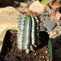 DesertScapeSucculent Cactus 4 Inch Euphorbia polygona 'Snowflake'