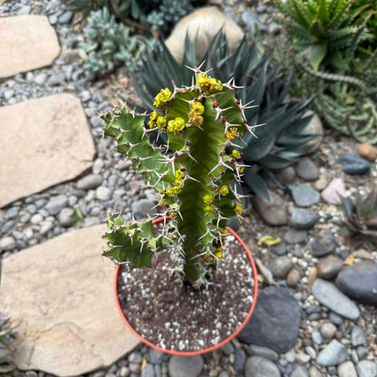 DesertScapeSucculent Cactus 8 Inch Euphorbia pseudocactus 'Zig Zag'
