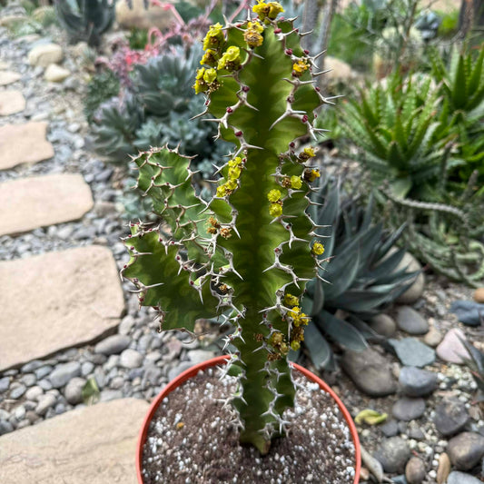 DesertScapeSucculent Cactus 8 Inch Euphorbia pseudocactus 'Zig Zag'