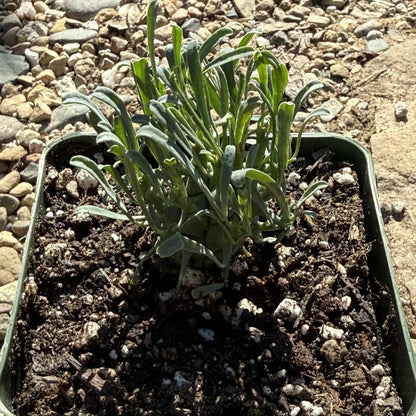 Euphorbia schoenlandii - 4 Inch - Cactus - DesertScapeSucculent