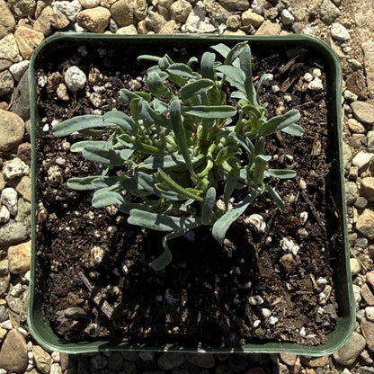 Euphorbia schoenlandii - 4 Inch - Cactus - DesertScapeSucculent