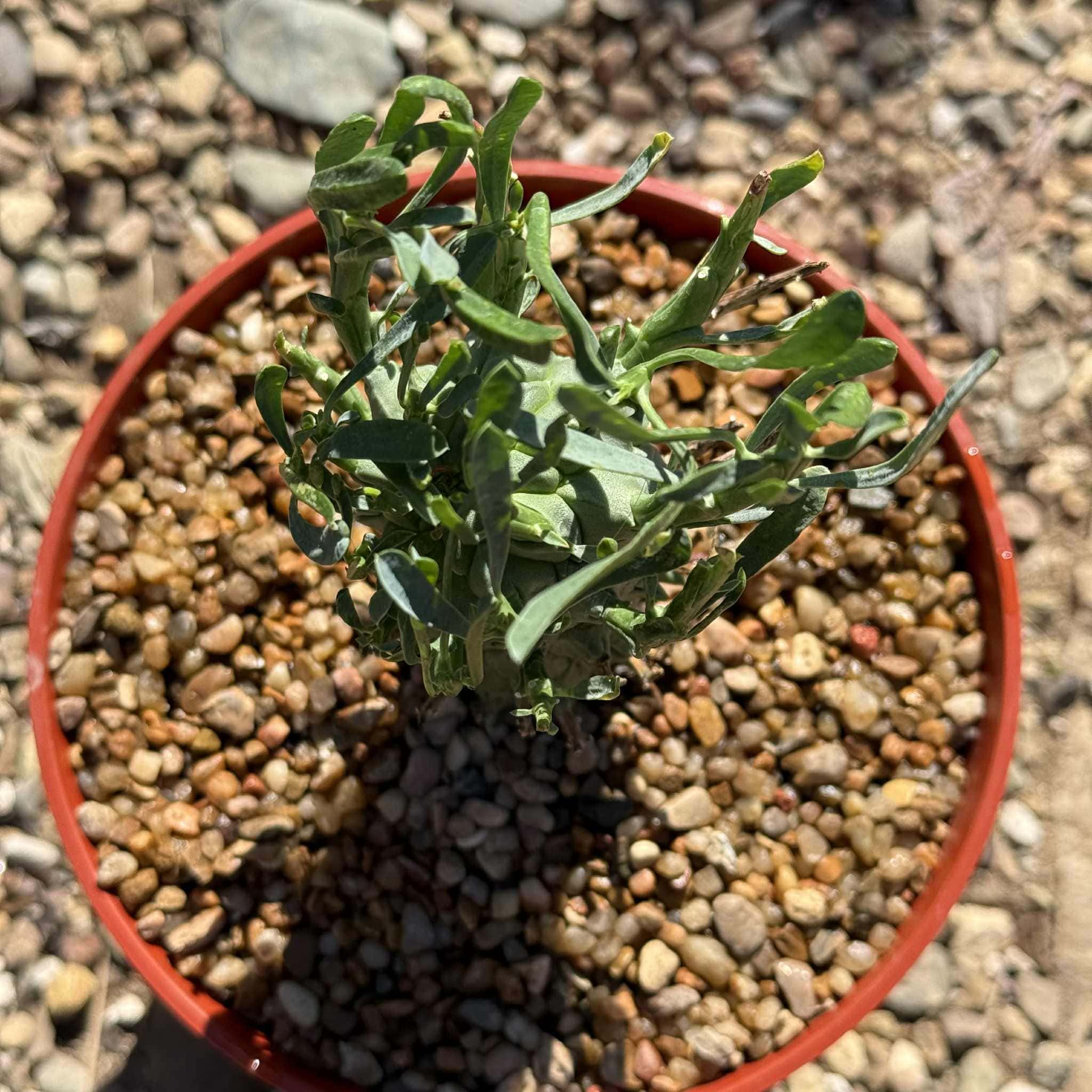 Euphorbia schoenlandii – DesertScapeSucculent