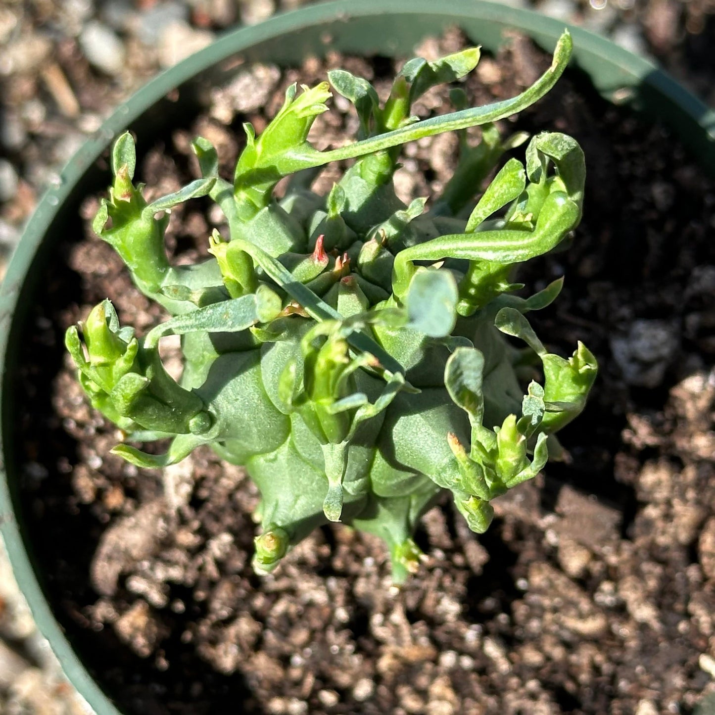 Euphorbia schoenlandii