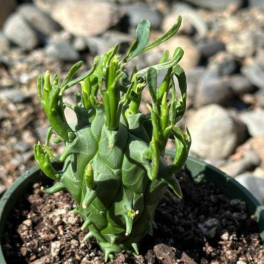 Euphorbia schoenlandii