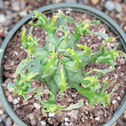 Euphorbia schoenlandii