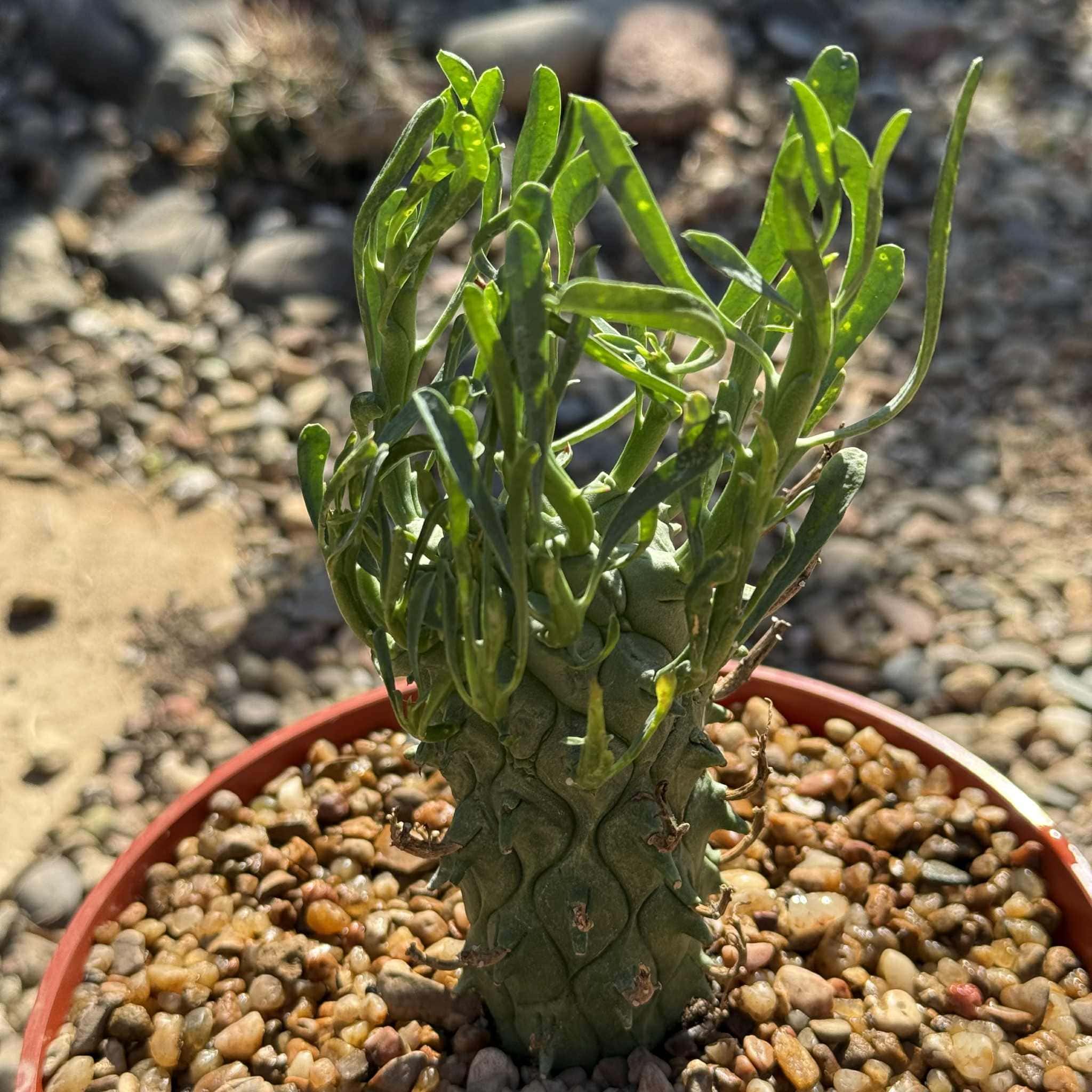 Euphorbia schoenlandii – DesertScapeSucculent