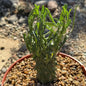Euphorbia schoenlandii - 6 Inch - Cactus - DesertScapeSucculent