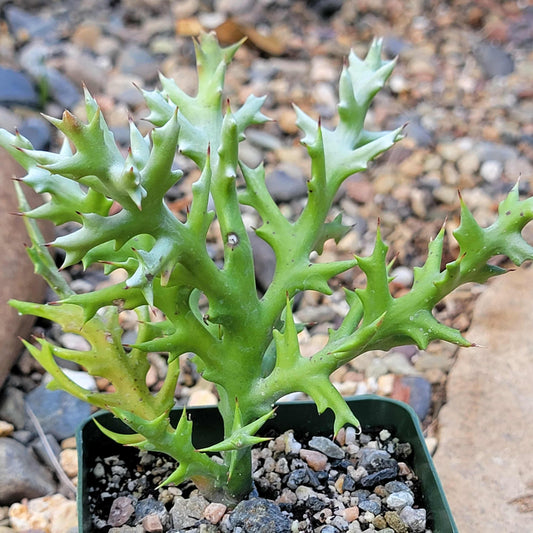 Euphorbia stenoclada - 4 Inch - Cactus - DesertScapeSucculent