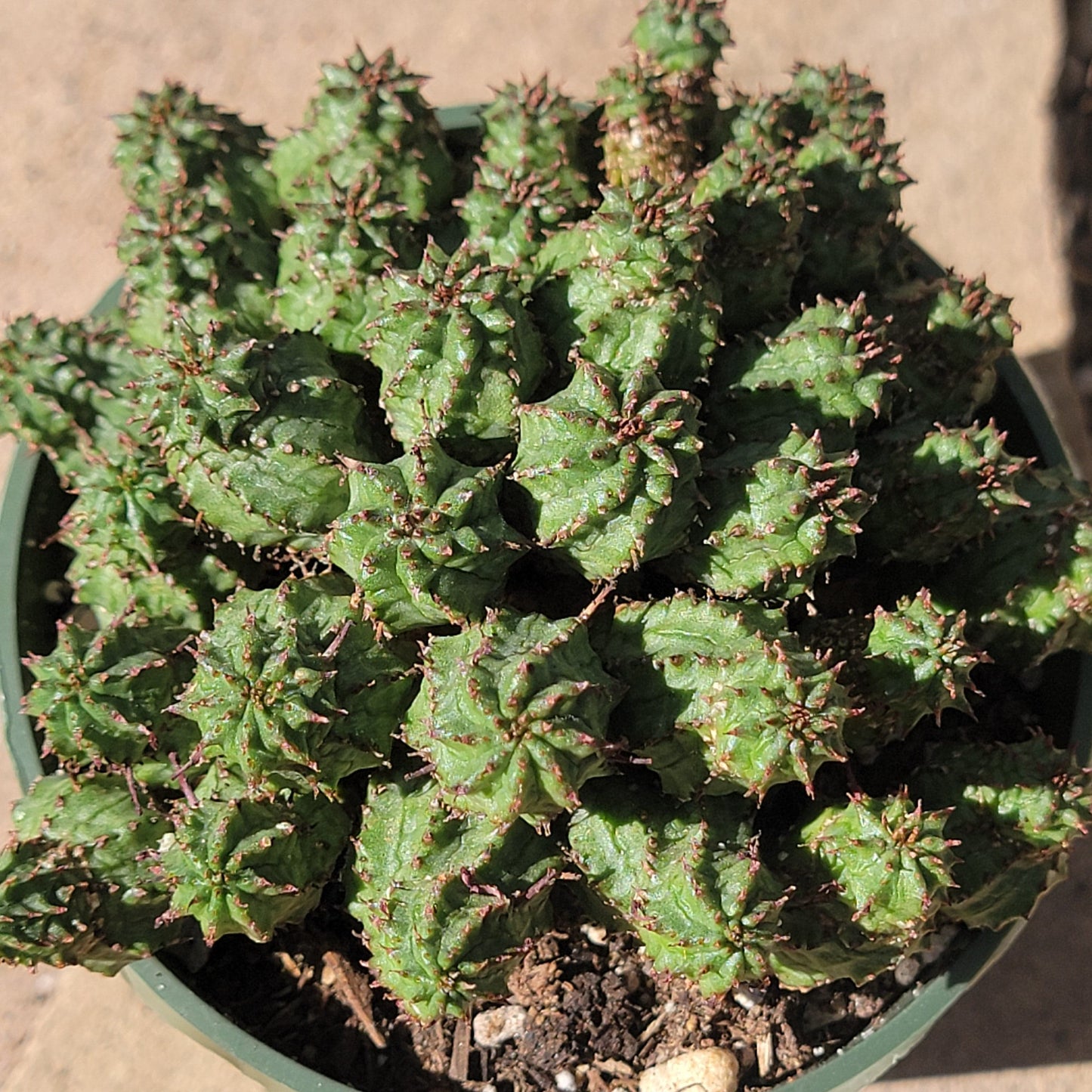 Euphorbia submammillaris