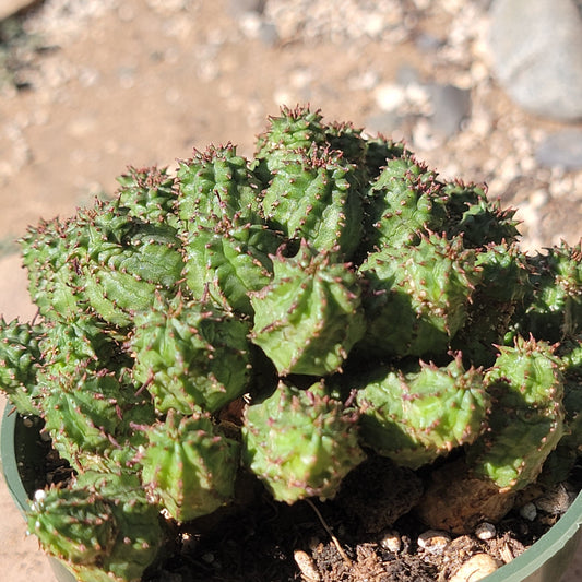 DesertScapeSucculent Cactus 4" Assorted Euphorbia submammillaris