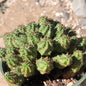 Euphorbia submammillaris - 4 Inch Assorted - Cactus - DesertScapeSucculent