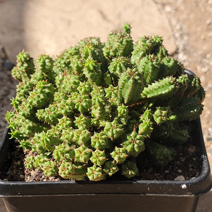 Euphorbia submammillaris