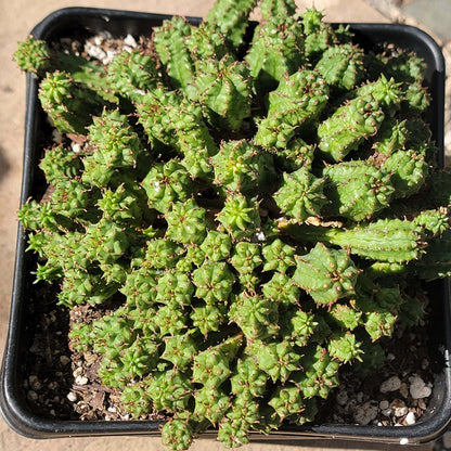 Euphorbia submammillaris