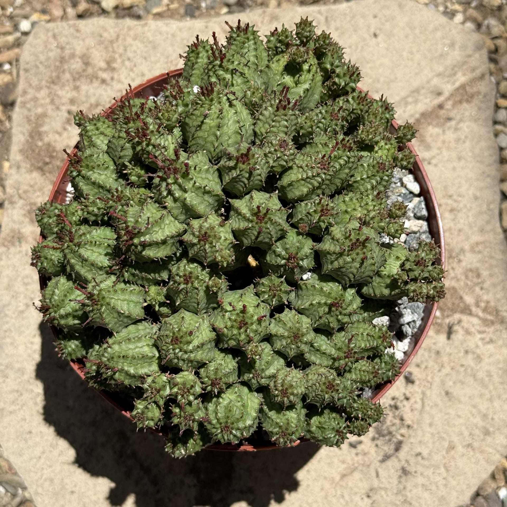 succulent sub Euphorbia submammillaris – DesertScapeSucculent