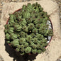 Euphorbia submammillaris - 6 Inch Assorted - Cactus - DesertScapeSucculent