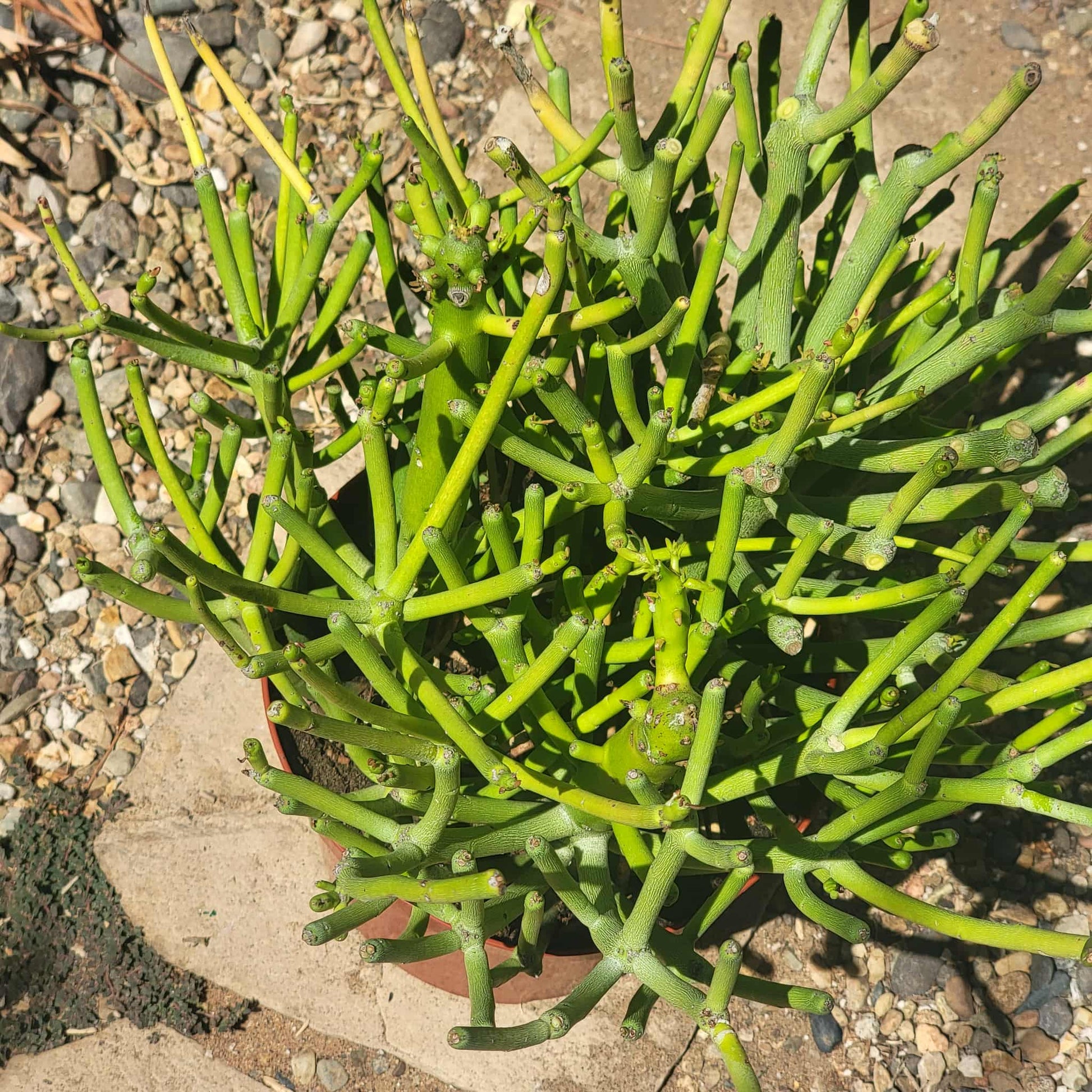 Euphorbia tirucali 'Pencil Cactus' - 8 Inch Assorted - Cactus - DesertScapeSucculent