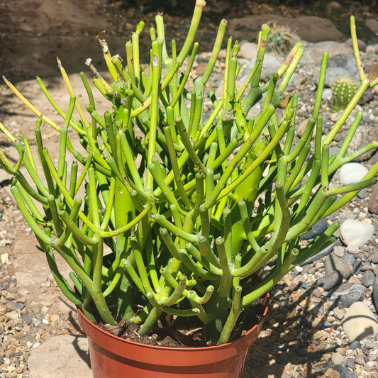Euphorbia tirucali 'Pencil Cactus' - 8 Inch Assorted - Cactus - DesertScapeSucculent
