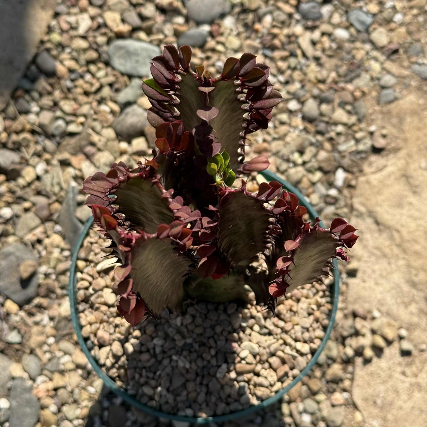 Euphorbia trigona 'African Milk Tree' - 6 Inch Assorted Royal Red - Cactus - DesertScapeSucculent