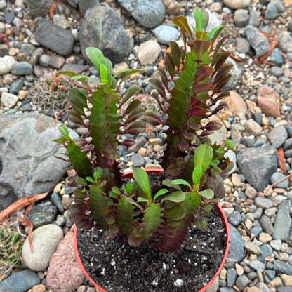DesertScapeSucculent Cactus Euphorbia trigona 'African Milk Tree'